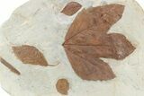 Huge, Plate of Paleocene Leaf Fossils - Glendive, Montana #216909-7